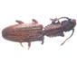 Oryzaephilus surinamensis (Linnaeus, 1758)