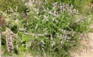 Mäta dlholistá (Mentha longifolia)