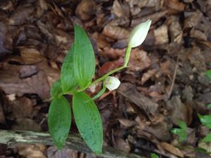 Cephalanthera damasonium 