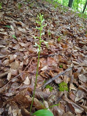 Platanthera bifolia 