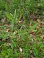 Solidago canadensis 