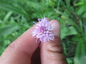 Traunsteinera globosa 