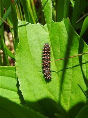Larva