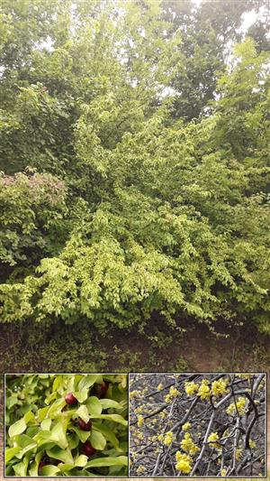 Drieň obyčajný (Cornus mas)