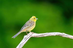 Emberiza citrinella