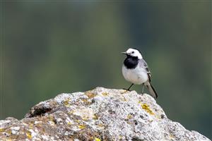 Motacilla alba