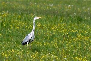 Ardea cinerea