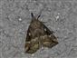 Hypena rostralis (Linnaeus, 1758)