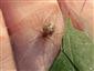 Steatoda triangulosa (Walckenaer, 1802)