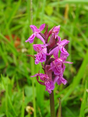 Dactylorhiza majalis x D. lapponica?