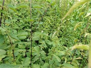 Phytolacca esculenta