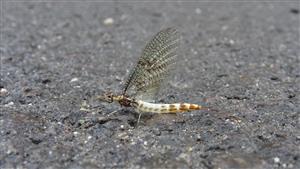 Ephemera danica