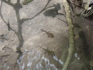 Salamandra škvnitá