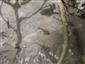 Salamandra škvnitá