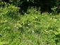 Bojnice_bazantnica2_30_04_2024