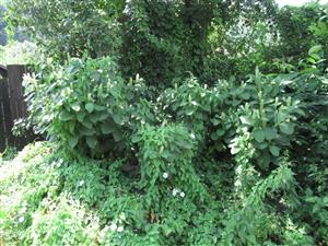 Phytolacca esculenta 