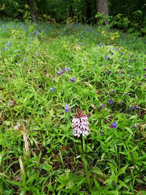 Bojnice_bazantnica_orchis_purpurea_16_04_2024