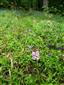 Bojnice_bazantnica_orchis_purpurea_16_04_2024