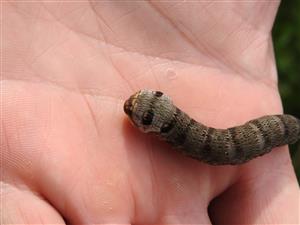 Larva