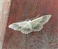 Idaea aversata (Linnaeus, 1758)