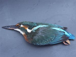 Alcedo atthis