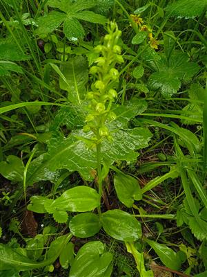 Coeloglossum viride 