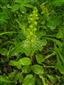 Coeloglossum viride 