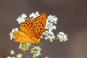 Argynnis aglaja