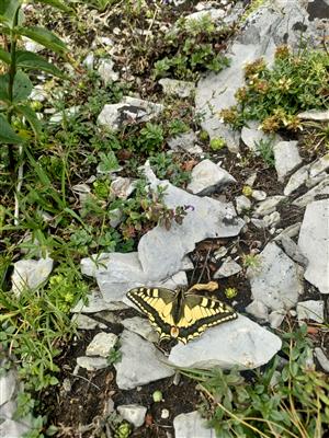 Papilio machaon