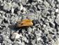 Apalus bimaculatus (Linnaeus, 1761)