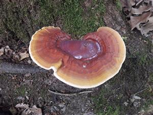 Lesklokôrovka obyčajná (Ganoderma lucidum)