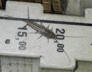 Švehla Ctenolepisma lineatum