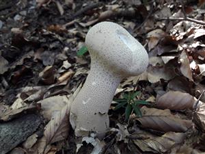 Rozpadavec stopkatý (Lycoperdon excipuliforme)