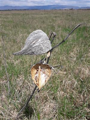 Glejovka americká (Asclepias syriaca)