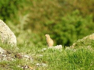 Syseľ pasienkový (Spermophilus citellus)