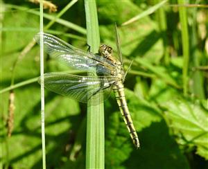 Vážka rybničná (Orthetrum cancellatum)