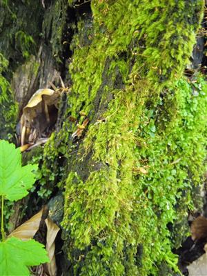 Buxbaumia viridis 