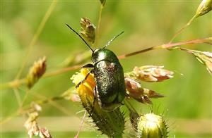 Krytohlav hodvábny (Cryptocephalus sericeus)