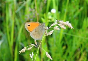Očkáň pohánkový (Coenonympha pamphilus)