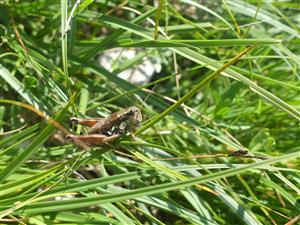 Podisma pedestris_female