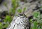 Jašterica múrová (Podarcis muralis)