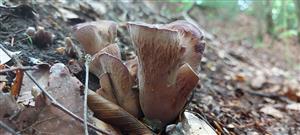 Gomphus clavatus