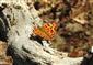 Babôčka zubatokrídla (Polygonia c-album)