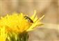 Anthaxia (Haplanthaxia) millefolii (Fabricius, 1801)