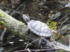 Korytnačka písmenková ozdobná (Trachemys scripta ssp. elegans)