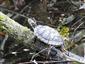 Korytnačka písmenková ozdobná (Trachemys scripta ssp. elegans)