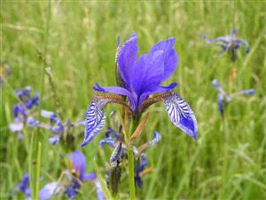 Kosatec sibírsky (Iris sibirica)