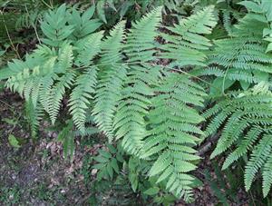 Orličník obyčajný (Pteridium aquilinum)