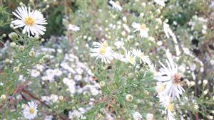 Astra kopijovitolistá (Symphyotrichum lanceolatum)