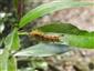 Larva